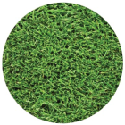 Delta Ryegrass (10 sqft roll)