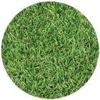 Delta Bluegrass - 90/10 Tall Fescue- SOD (10 sqft/roll) 90% Tall Fescue 10% Bluegrass