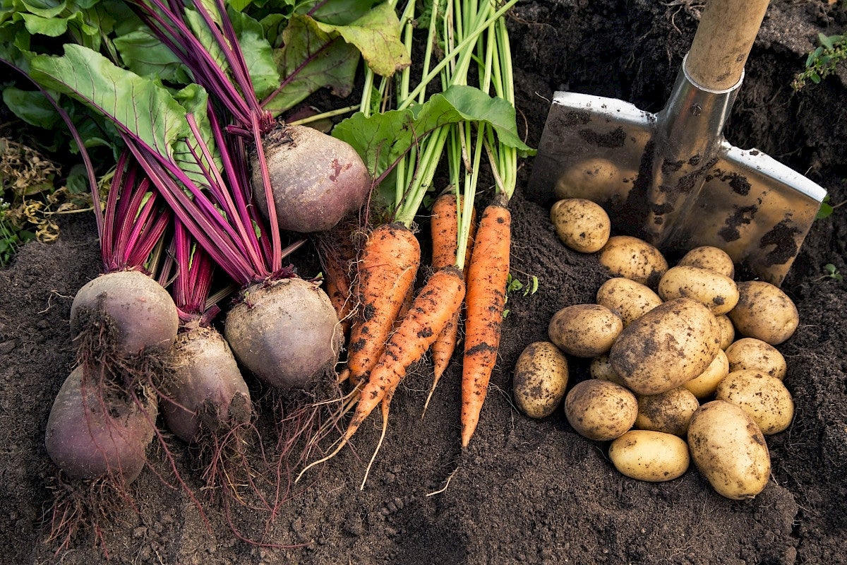 Winter Gardening Tips for The Bay Area