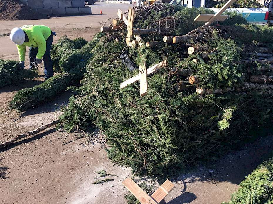 Extra trees from a tree lot being recycled at our facility last year